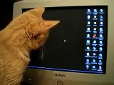 ★ Este Gato No Sabe Lo Que Hace ★ Los Mejores videos gatos ★ Humor Gatos Chistosos