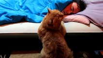 ★ Este Gato Se Comporta Como Un Perro ★ Los Mejores videos gatos ★ Humor Gatos Chistosos