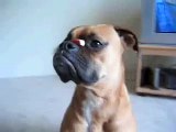 ★ ESTE PERRO ES MAS HABIL QUE MESSI - Perros Locos Humor Divertidos Chistosos risa