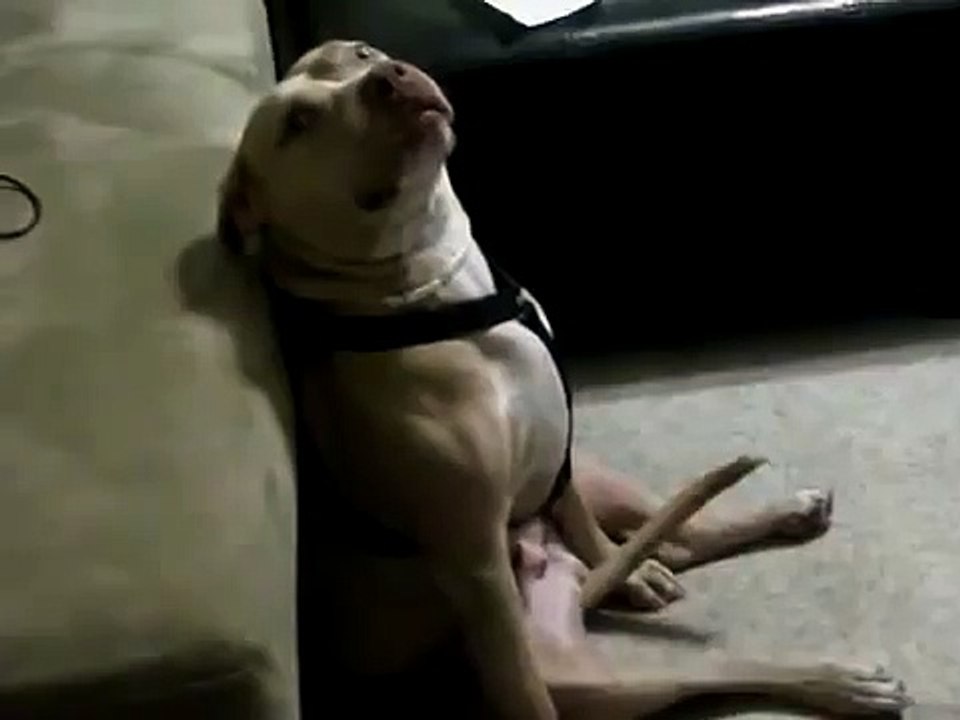 ★ ESTE PERRO MUEVE LA COLA DE MANERA MUY EXTRAÑA - Perros Locos Humor Divertidos Chistosos risa