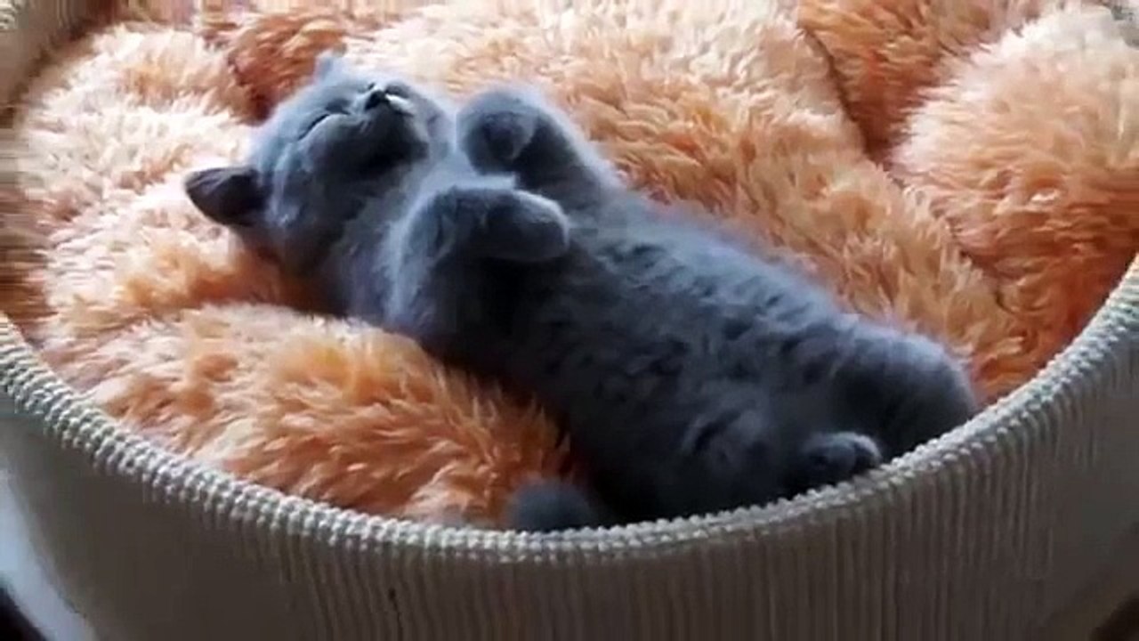 El Gatito Mas Tierno Durmiendo! ★ Gato divertido gato chistoso gato tierno loco risa humor