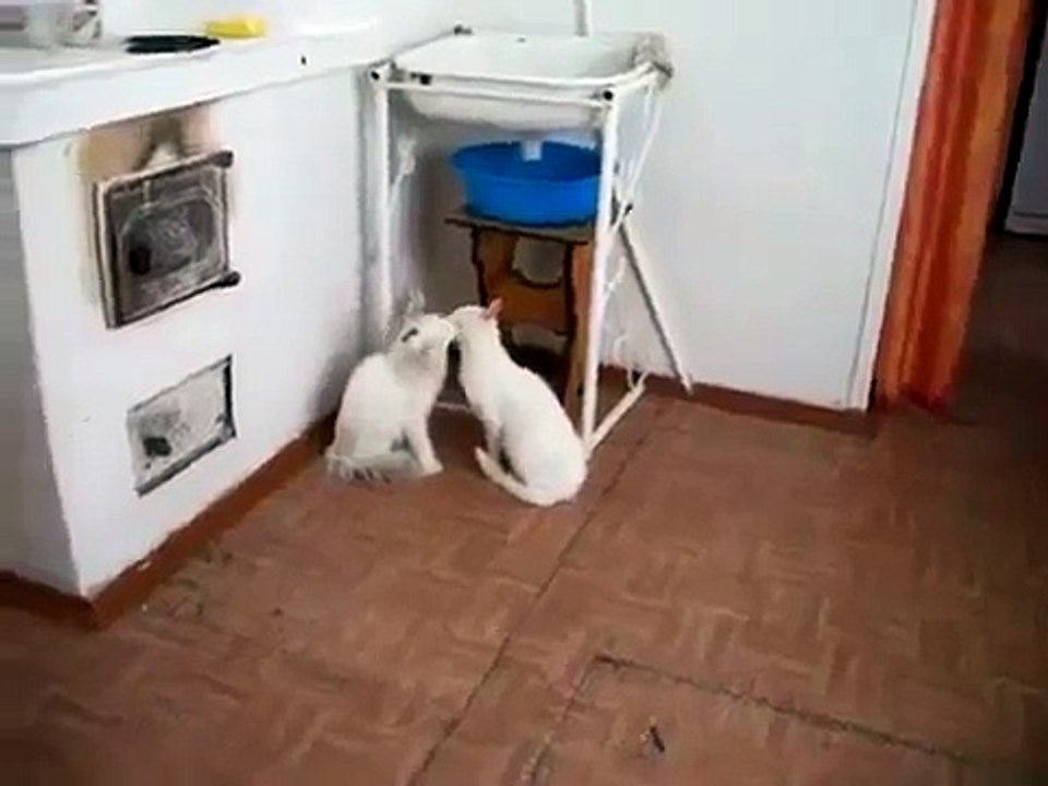 2 Gatos A Los Besos! ★ Gato divertido gato chistoso gato tierno loco risa humor