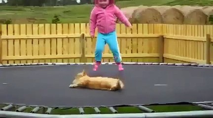 Al Gato Le Encanta El Trampolin! ★ Gato divertido gato chistoso gato tierno loco risa humor