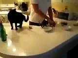 Comida Desata La FURIA Del Gatito! ★ Gato divertido gato chistoso gato tierno loco risa humor