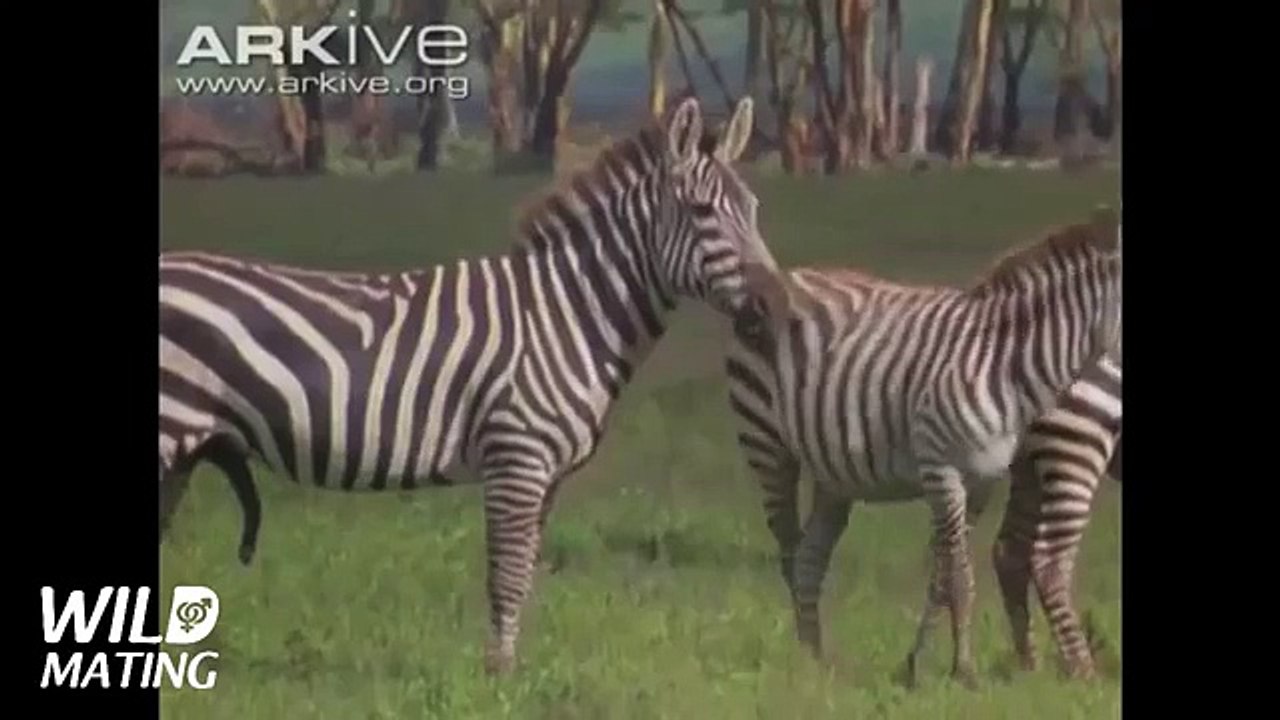 Zebra Mating 2014 - Animal Mating HD