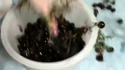 How to Make Wine from Grapes at Home