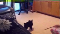 Funny Videos 2014 Funny Cats Video Funny Cat Videos Ever Funny Animals Funny Fails 2014