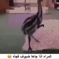 المرأة كيف يجيها ضيف ههه
