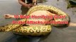 Giant Anaconda attacks Human Real - Biggest Anaconda Snake Attacks Man Caught On Tape_1