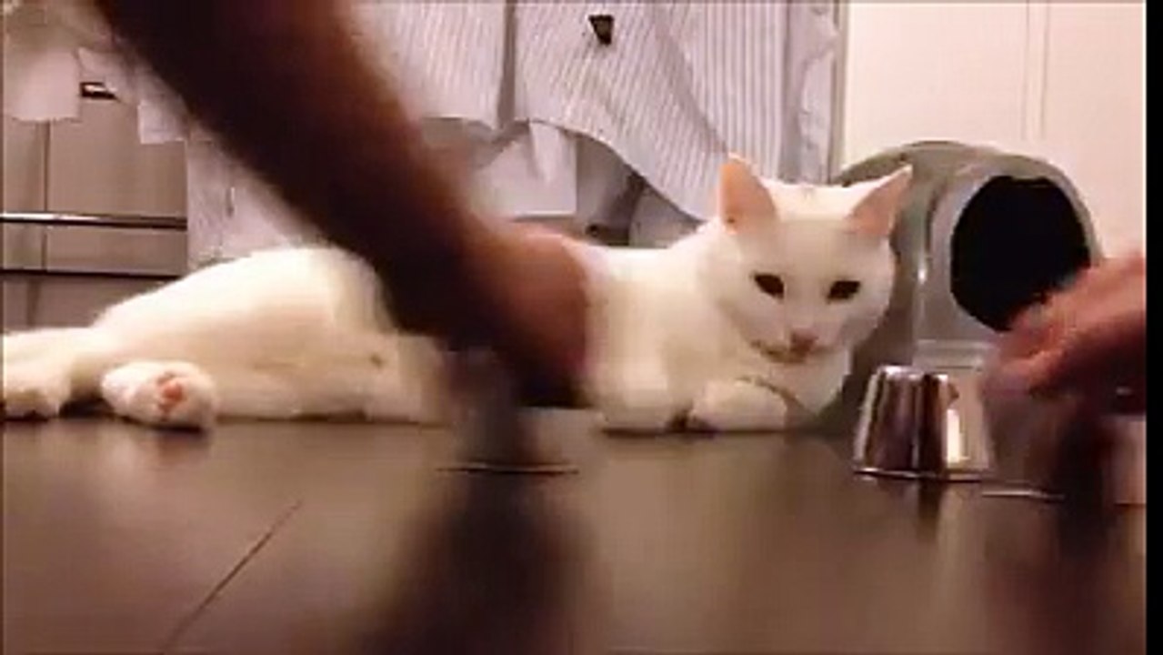 Smart Cat - Postober