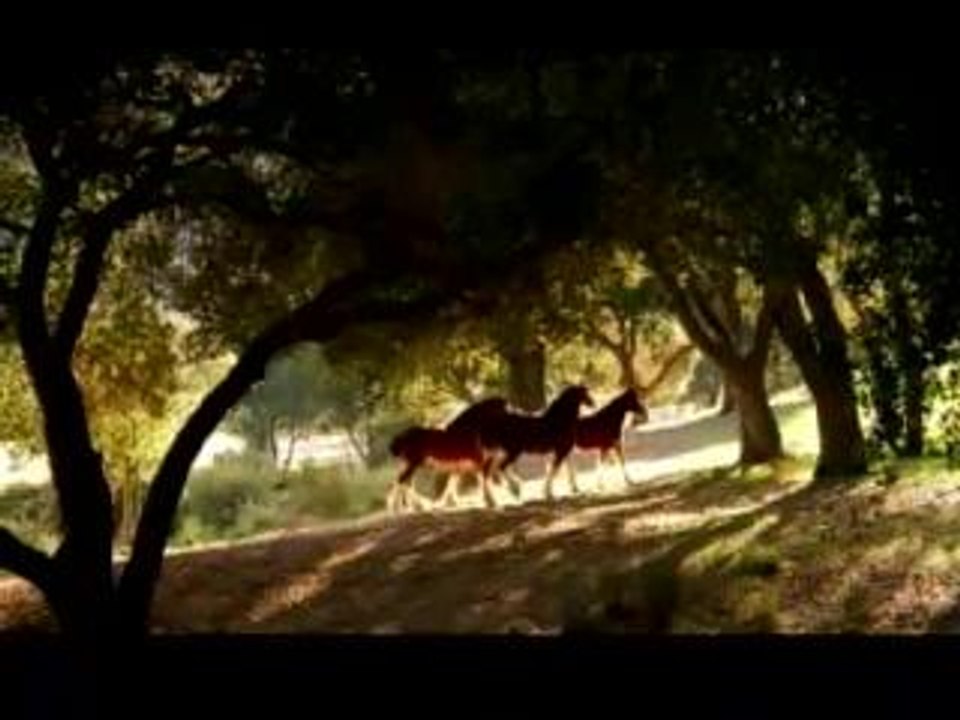 Clydesdale_american_dream