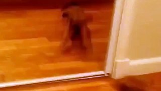 Puppy vs Mirror Vine A Funny Vine