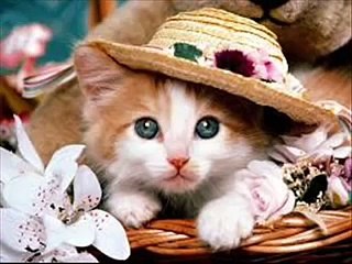 Miyav Miyav Seni Yaramaz Kedi Çocuk Şarkısı Dinle