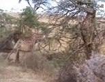 Aslan Katili Zürafa