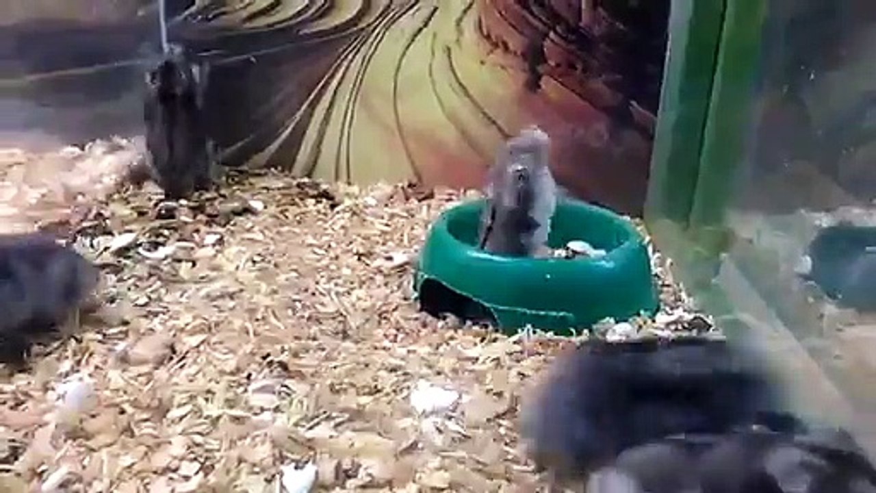 Un hamster s'amuse en enchaînant les saltos arrières