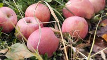 D!CI tv : On dit qu'il y autant de variétés de pommes que de village dans les Hautes-Alpes.