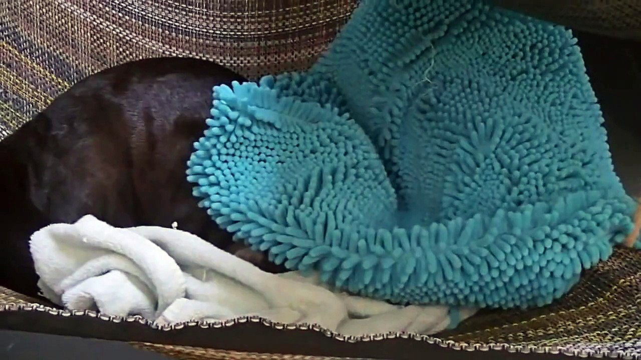 Réveiller une loutre