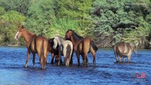 Salt River Wild Mare Found Shot Dead in the Salt River; Efforts to Preserve the Herd Continue
