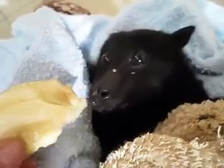 Hungry Little Fruit Bat Enjoys Banana, And It's Just Adorable