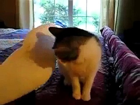 Birbirinden sevimli iki arkadaş - Funny videos - Komik videolar
