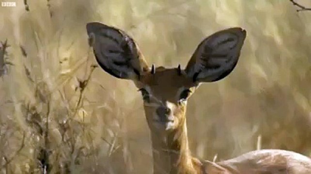 Aslan bu sefer sert kayaya çarptı - Funny videos - Komik videolar