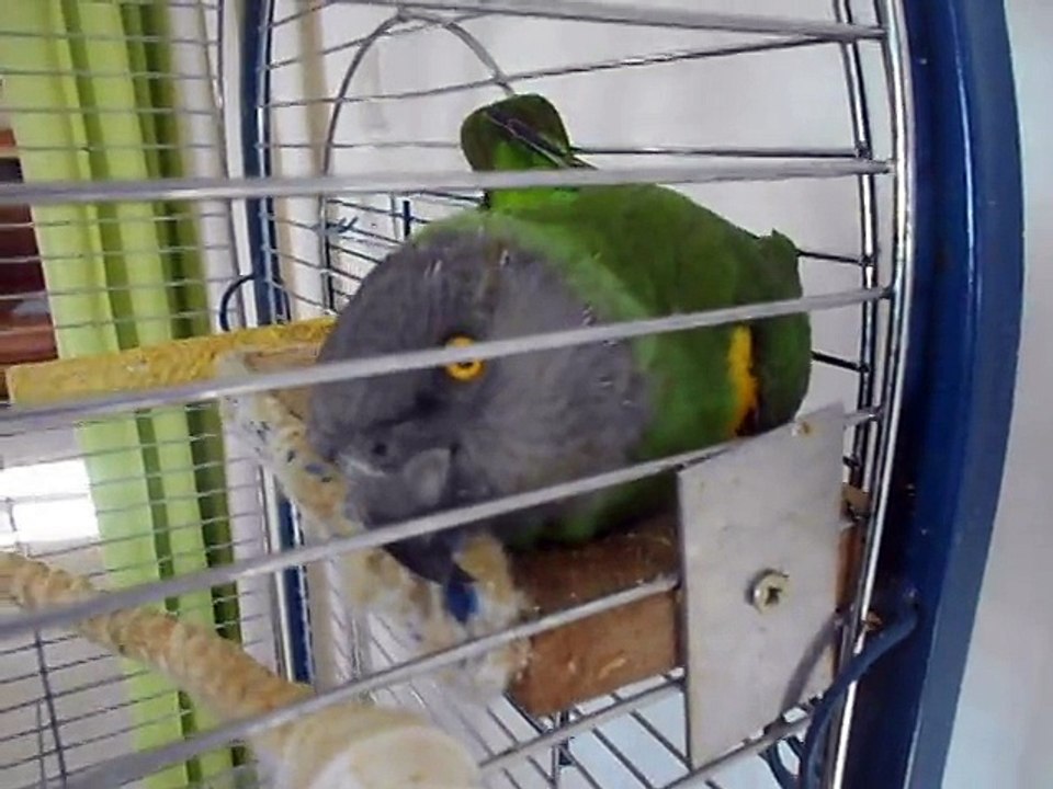 kiwi et le petit bambou 012