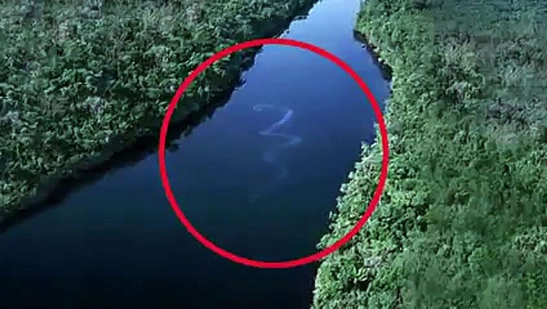 Giant Snake In River