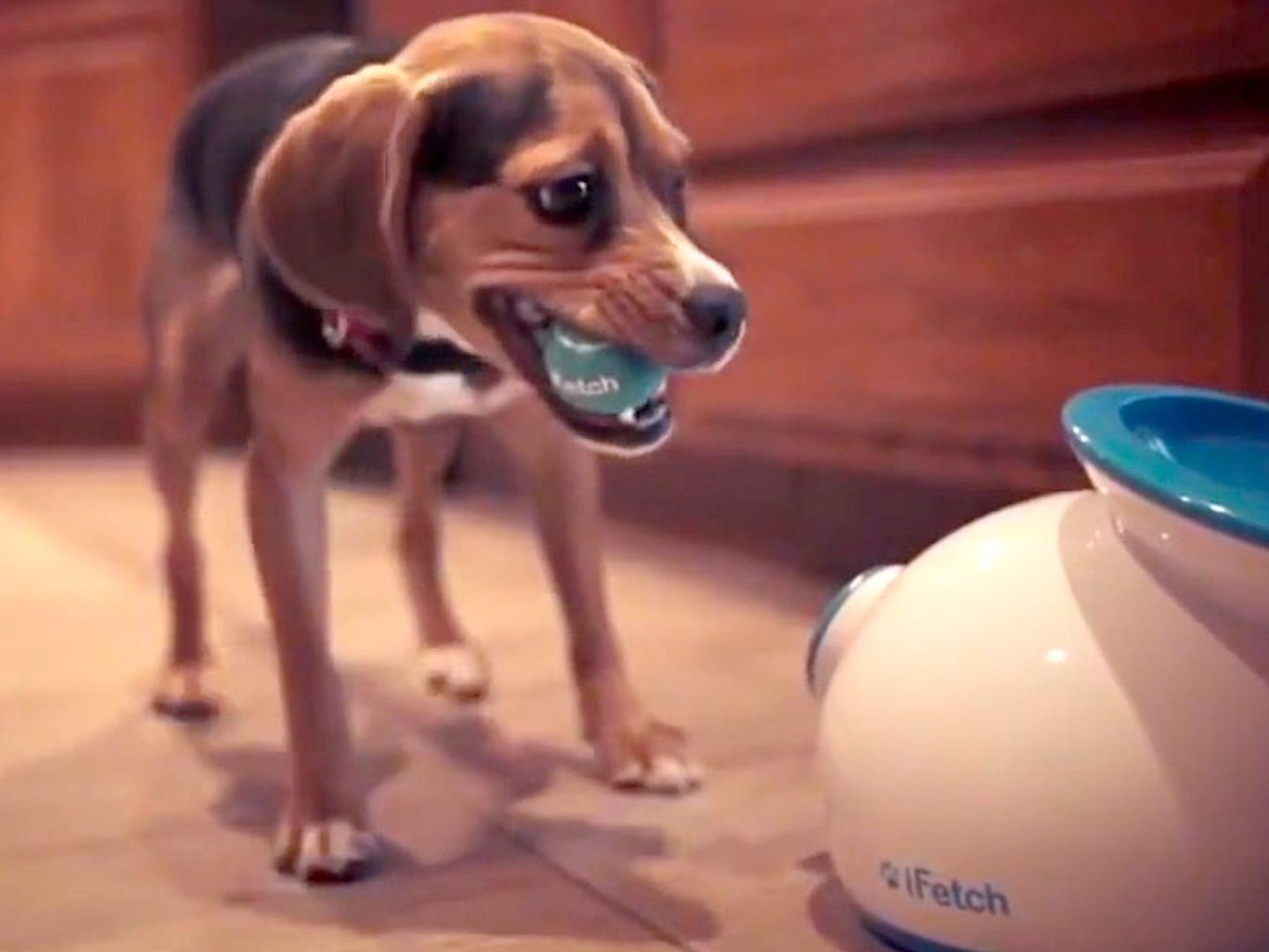 ⁣Coolest Tech Toys for Your Pet