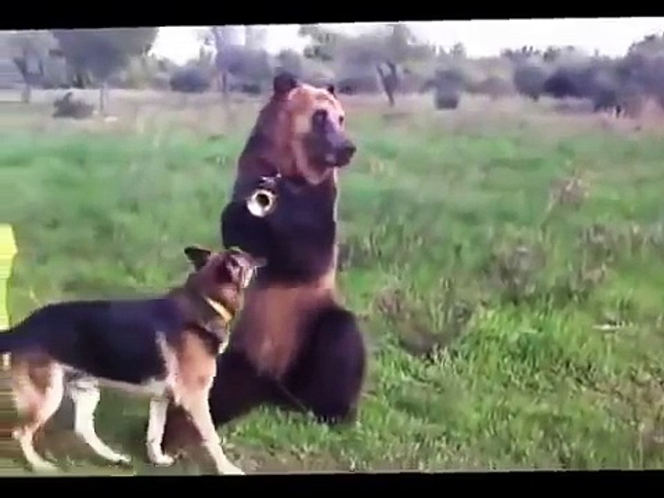 Дрессированный медведь
