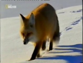 Astucia de zorro: Oido prodigioso