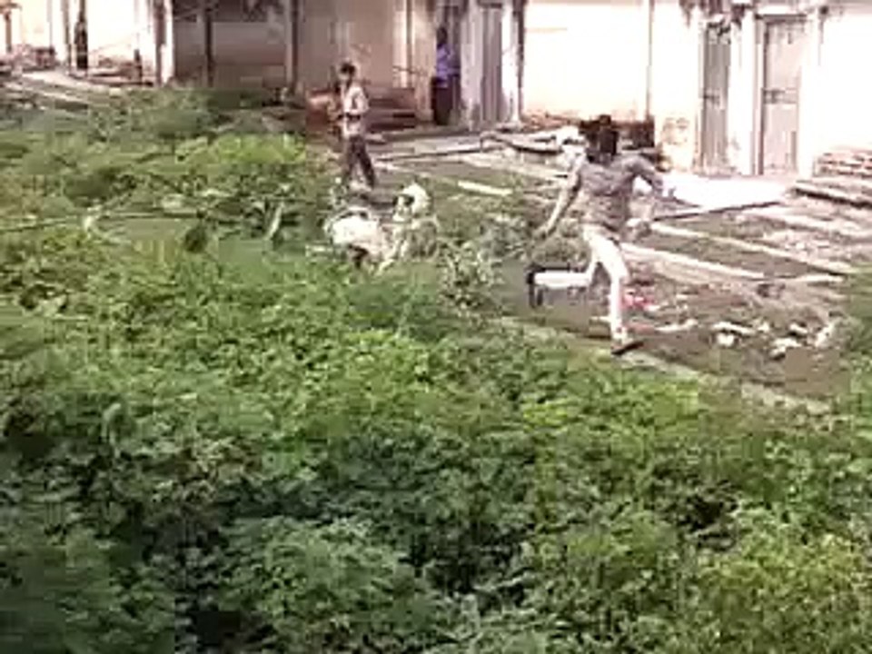 goat kick the boy