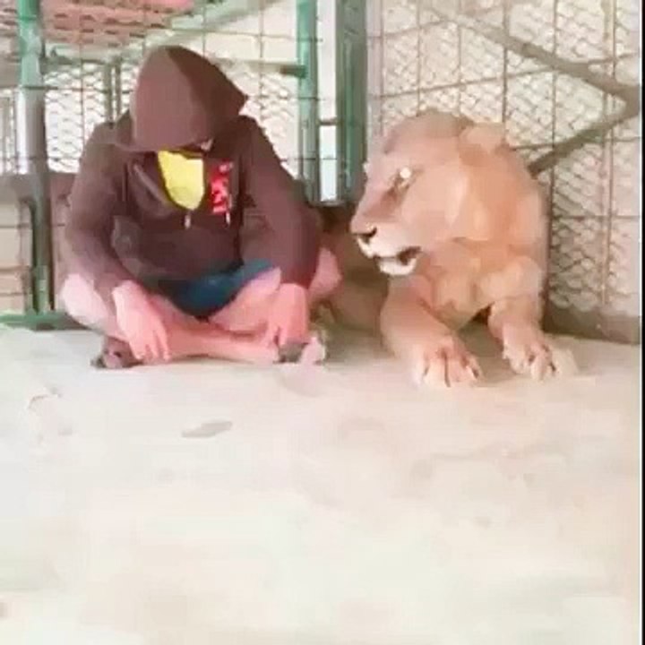 lion caught the boy