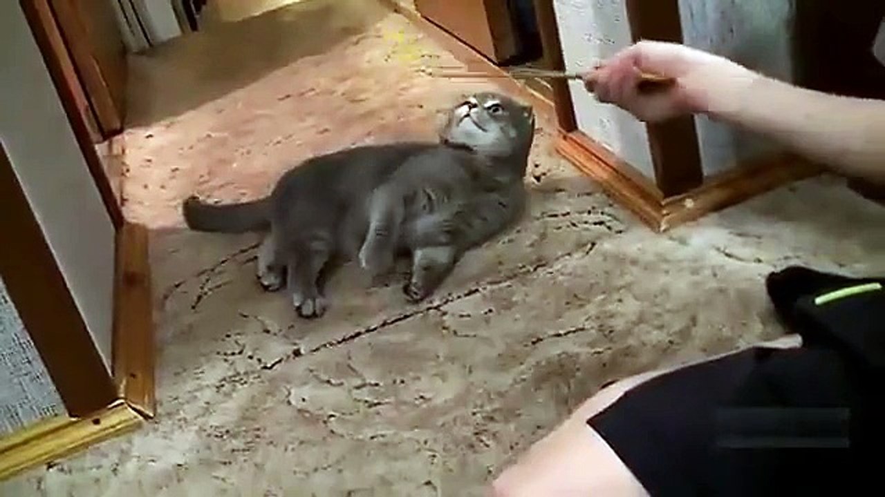 Звонок в дверь и кот – Видео Dailymotion