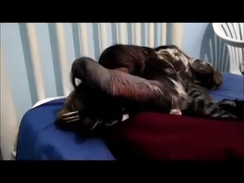 Кот и ленивец. Они нашли друг друга))