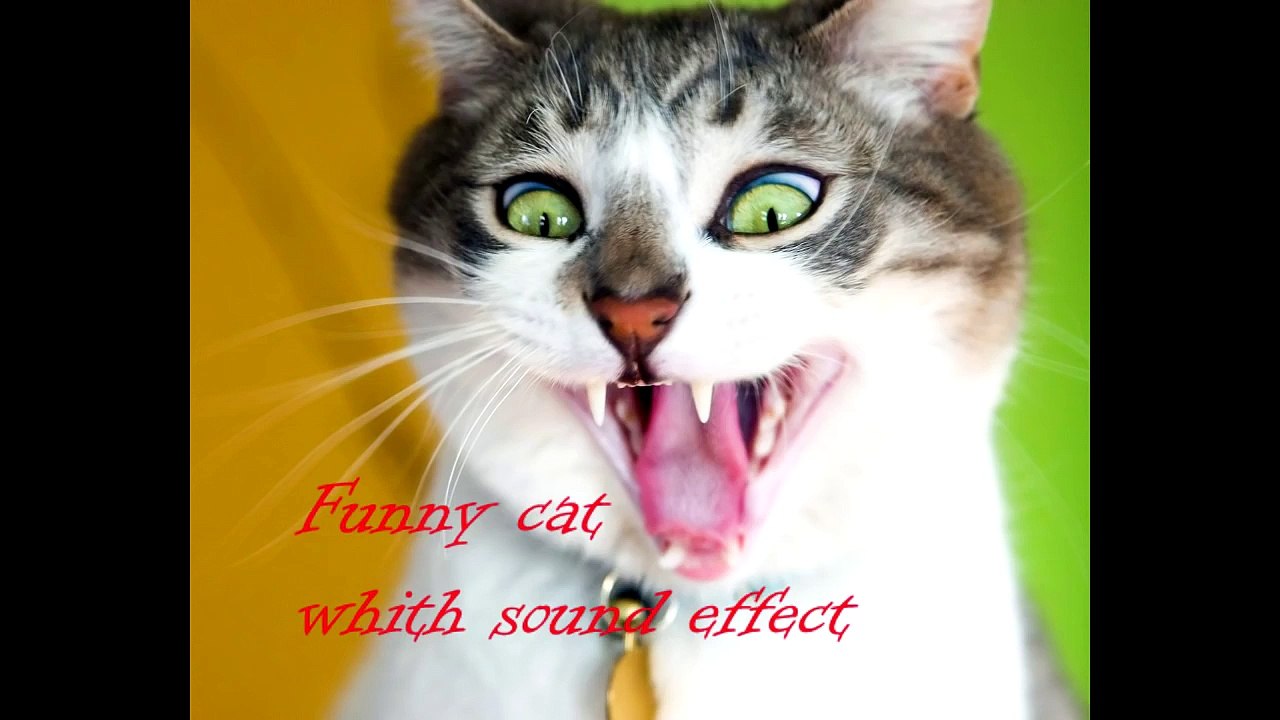 Funny cat vines cats with sound effects compilation may 2015