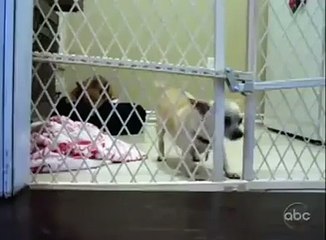 Hangi köpek daha akıllı ?