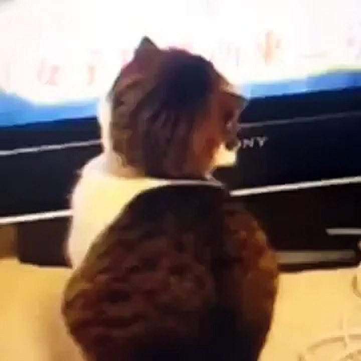 Funny CAT Vines 13