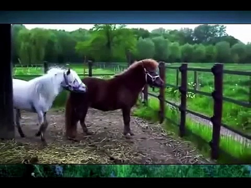 спаривание животных