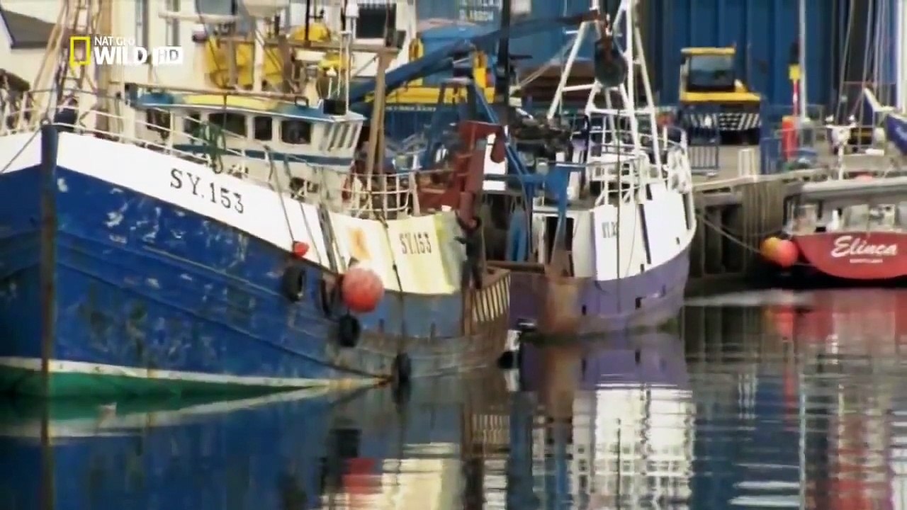 Wild discovery animals channel Scotland The Western Isles Nat Geo WILD Wildlife documentar