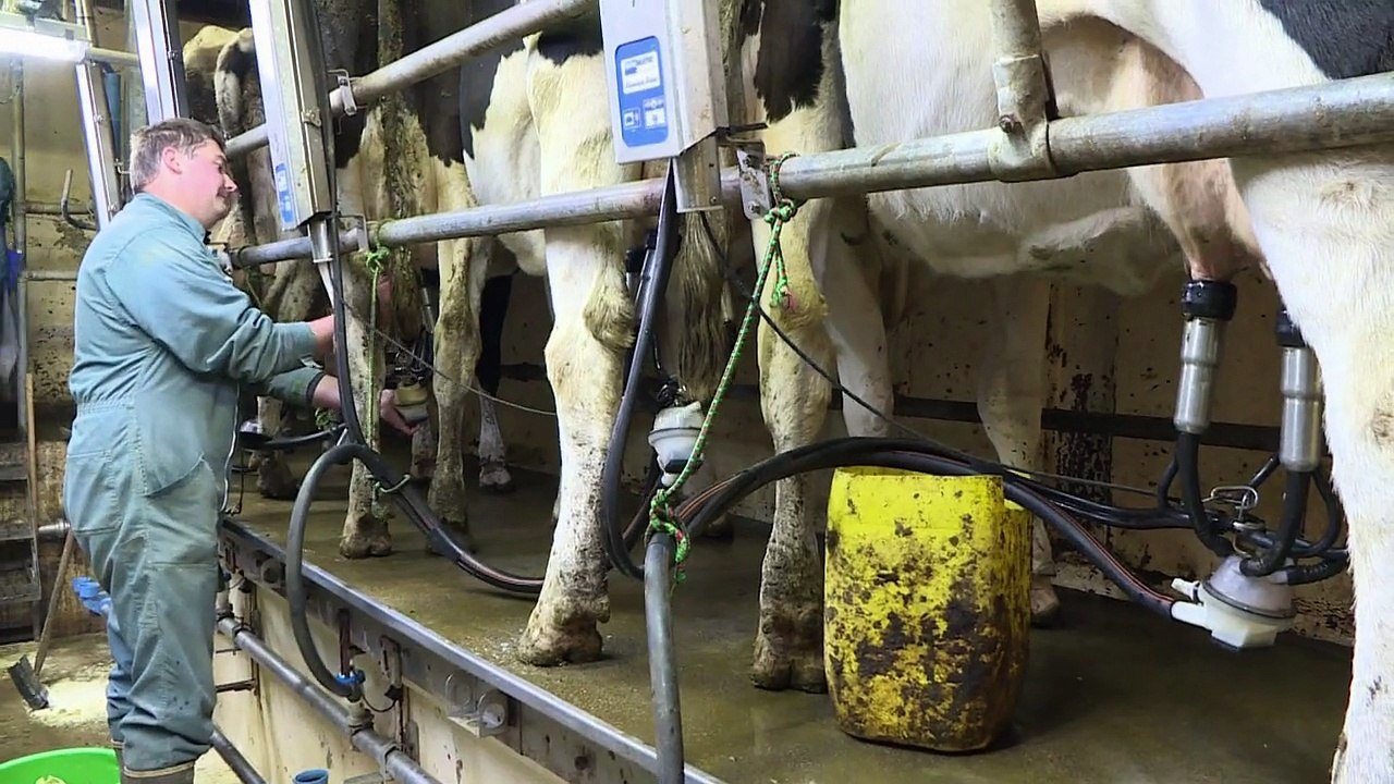 Aromatherapie und Kräuteröl für Kühe