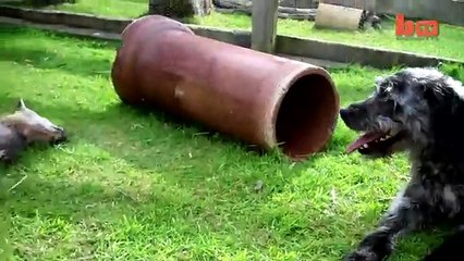 The Fox and the Hound Tail-less Duo Are Best Friends-copypasteads.com