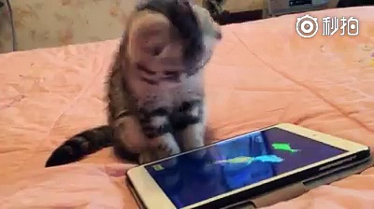 CAT PLAYING WITH I PAD
