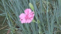 How To Plant Carnation Cuttings