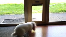 Easy to use Patio Pet Door by Modern Pet Doors