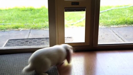 Easy to use Patio Pet Door by Modern Pet Doors