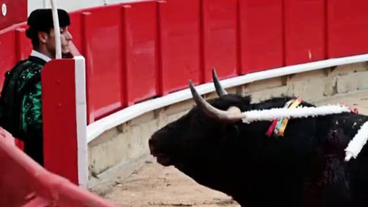 tauricida cospe em touro moribundo