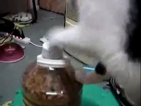 Очень ловкий и хитрый кот.