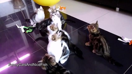 Танцующие котята!