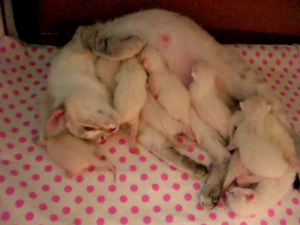 Улёт! - Кошка говорит Чужих котят не бывает! - Funny Cats -