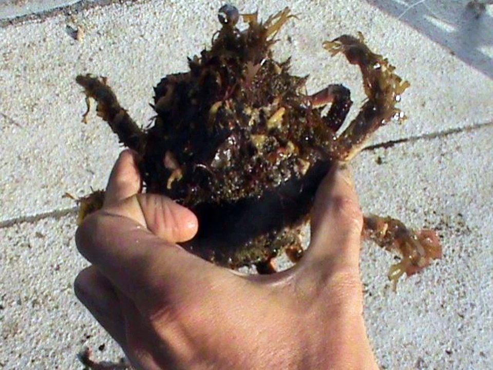 Fishing highlights n°1 Jonathan Carré ( 21/10/15)